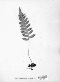 Polypodium vulgare image
